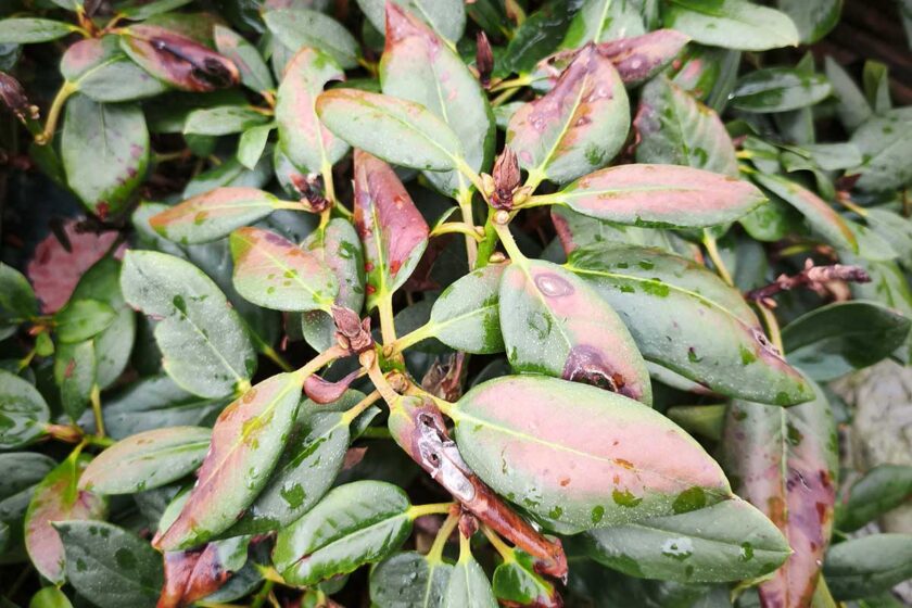 Chloróza na listoch rododendronu