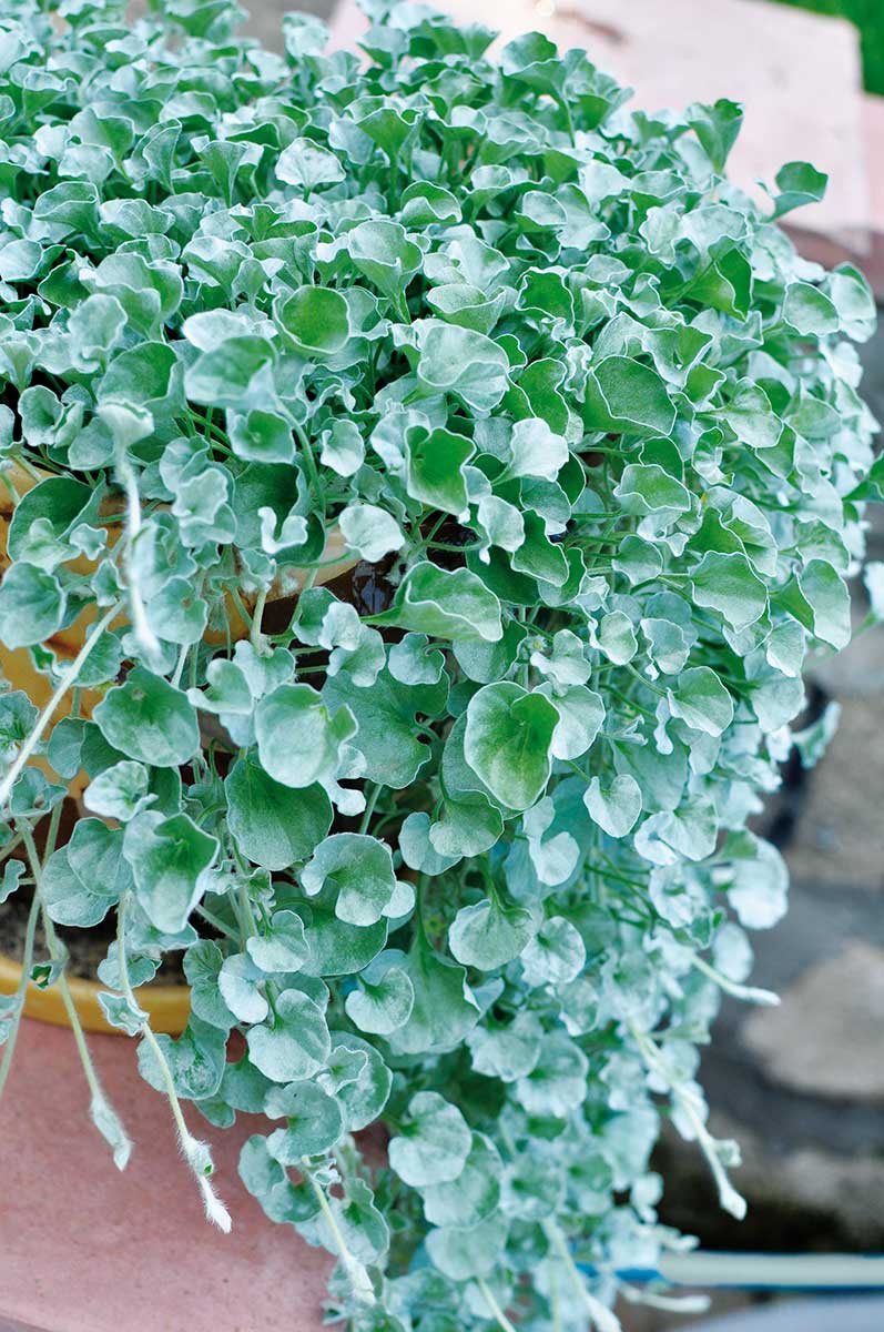 Dichondra striebristá