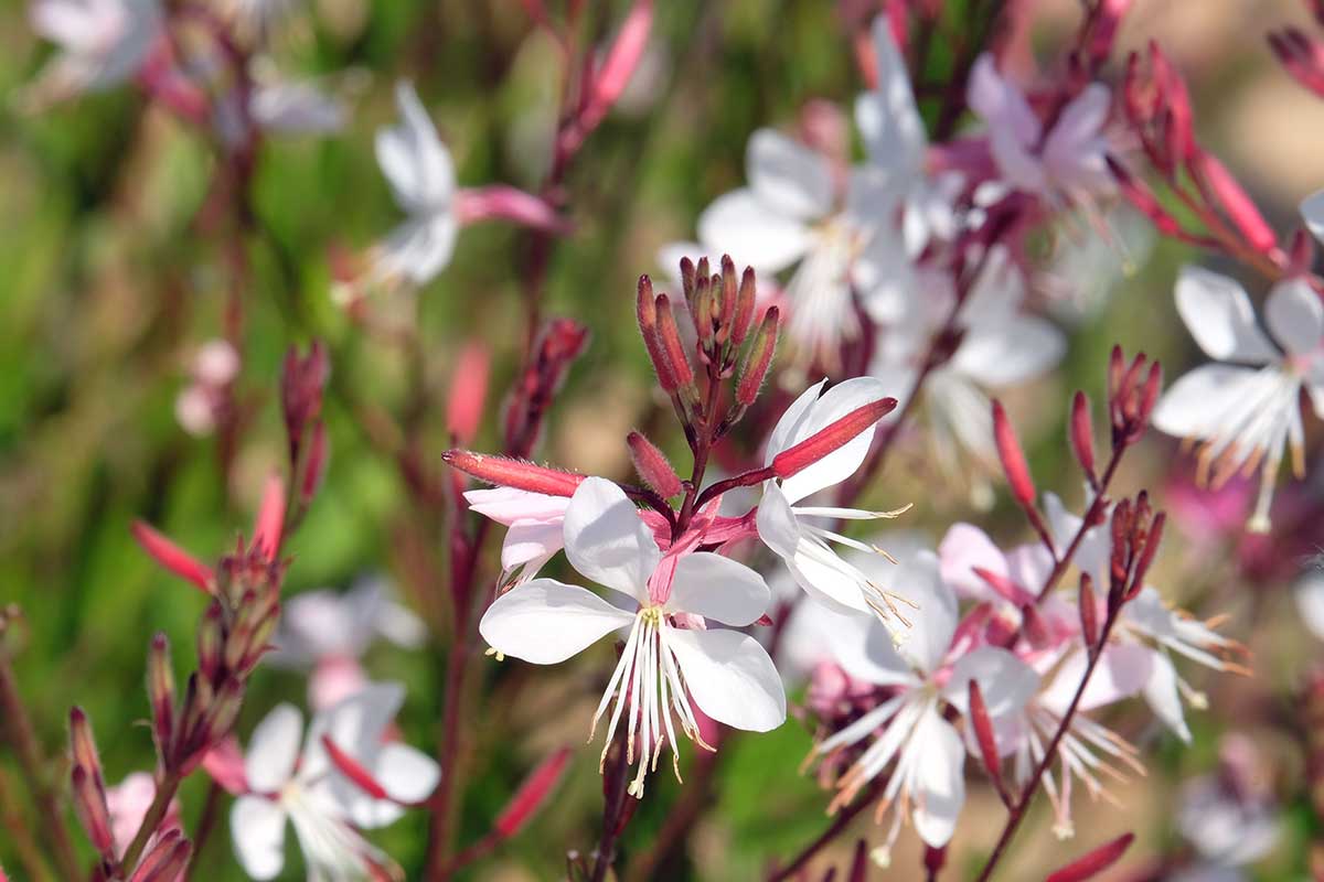 Gaura Lindheimerova