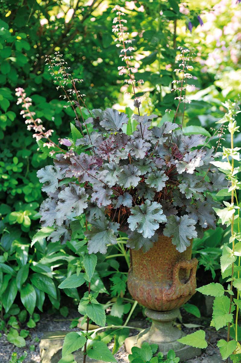 Heuchera
