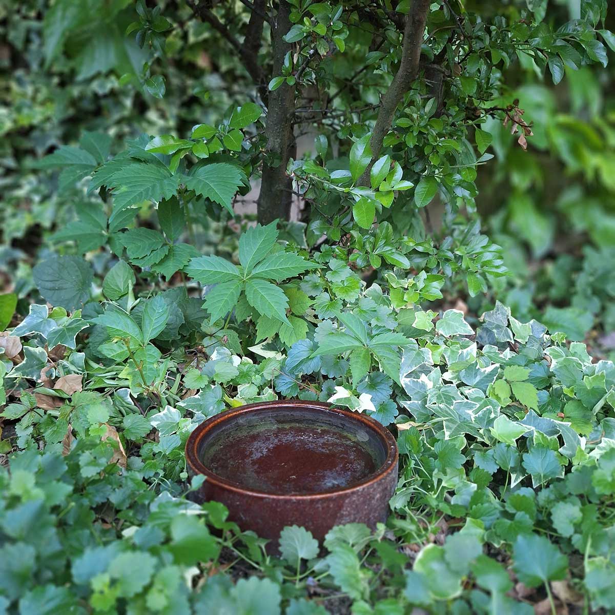Plytká miska s vodou pre ježka