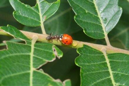 Stretnutie mravca a lienky na rastline