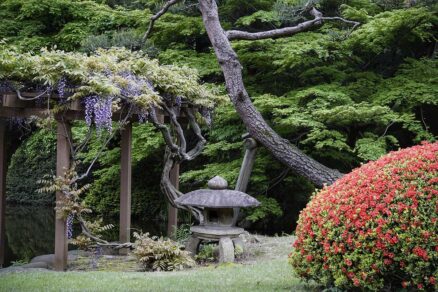 Vistéria a starý vzhľad záhrady v japonskom štýle