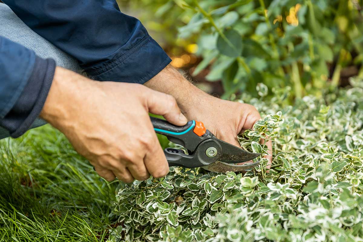 Odobratie odrezkov z brlšena nožnicami