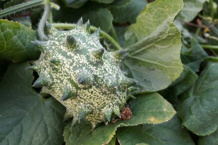 Kiwano alebo inak africká uhorka