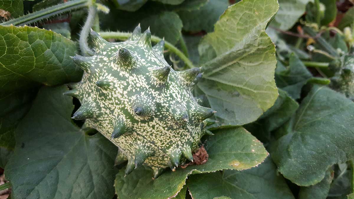 Kiwano alebo inak africká uhorka