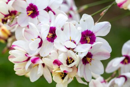 Ixia