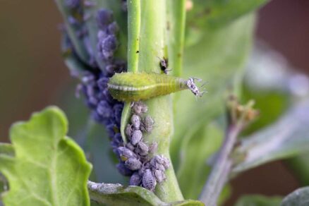 Larva pestrice požierajúca vošky