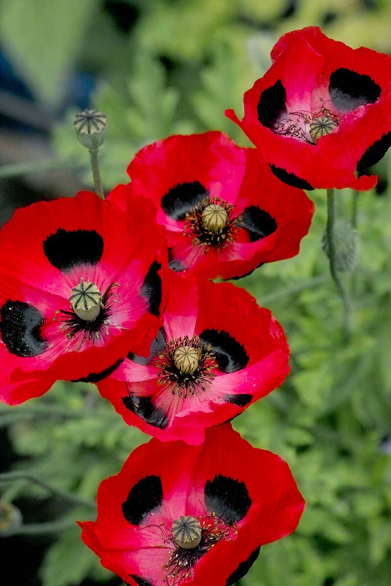 Mak pozmenený ‘Ladybird’