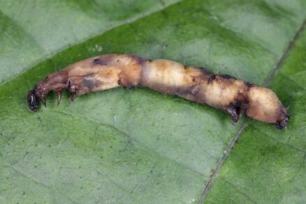 Mŕtva húsenica po napadnutí baktériou Bacillus thuringiensis
