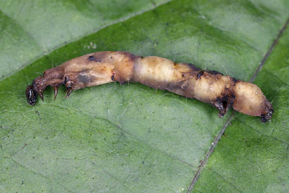 Mŕtva húsenica po napadnutí baktériou Bacillus thuringiensis