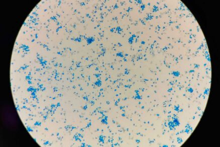 Pôdna baktéria Bacillus thuringiensis produkujúca kryštály