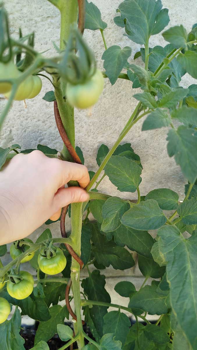 Vylamovanie je rituál, ktorý by sme mali opakovať každých 4 až 6 dní počas celého leta.