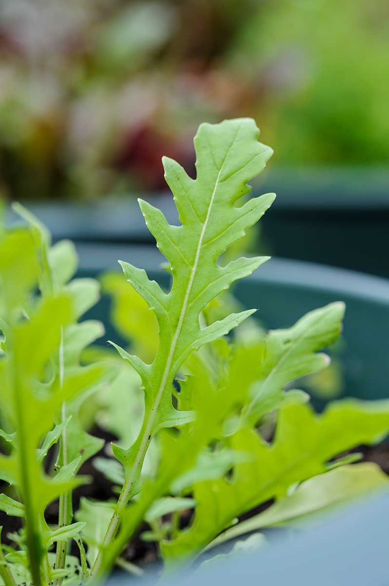 Rukola sa dá vysievať opakovane každé dva týždne, ale v horúcom počasí môže byť menšia úroda.