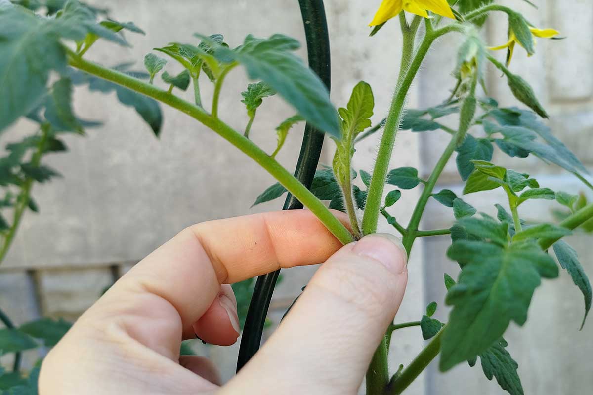 Ak vylomíte zálistok príliš skoro, alebo ho vylomíte nešikovne a necháte tam miniatúrne „stebielko“, rastlina aktivuje záložný púčik.
