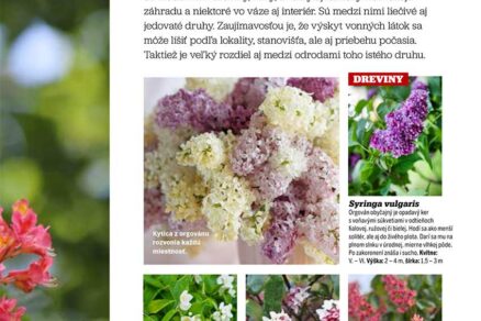 Článok 20 najvoňavejších rastlín v časopise Záhrada
