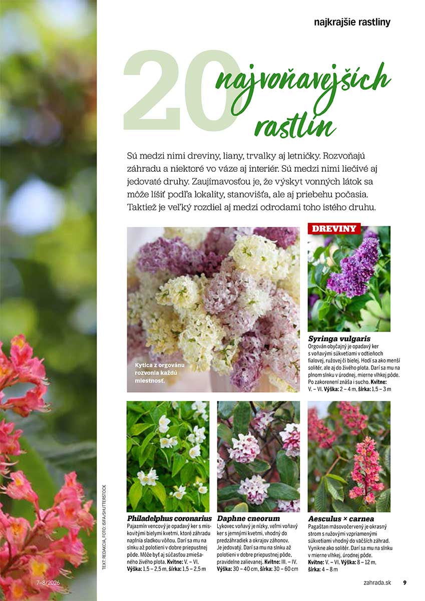 Článok 20 najvoňavejších rastlín