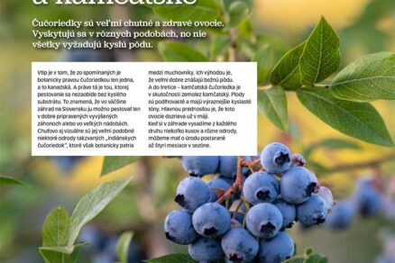 Článok Čučoriedky – kanadské, indiánske a kamčatské v časopise Záhrada