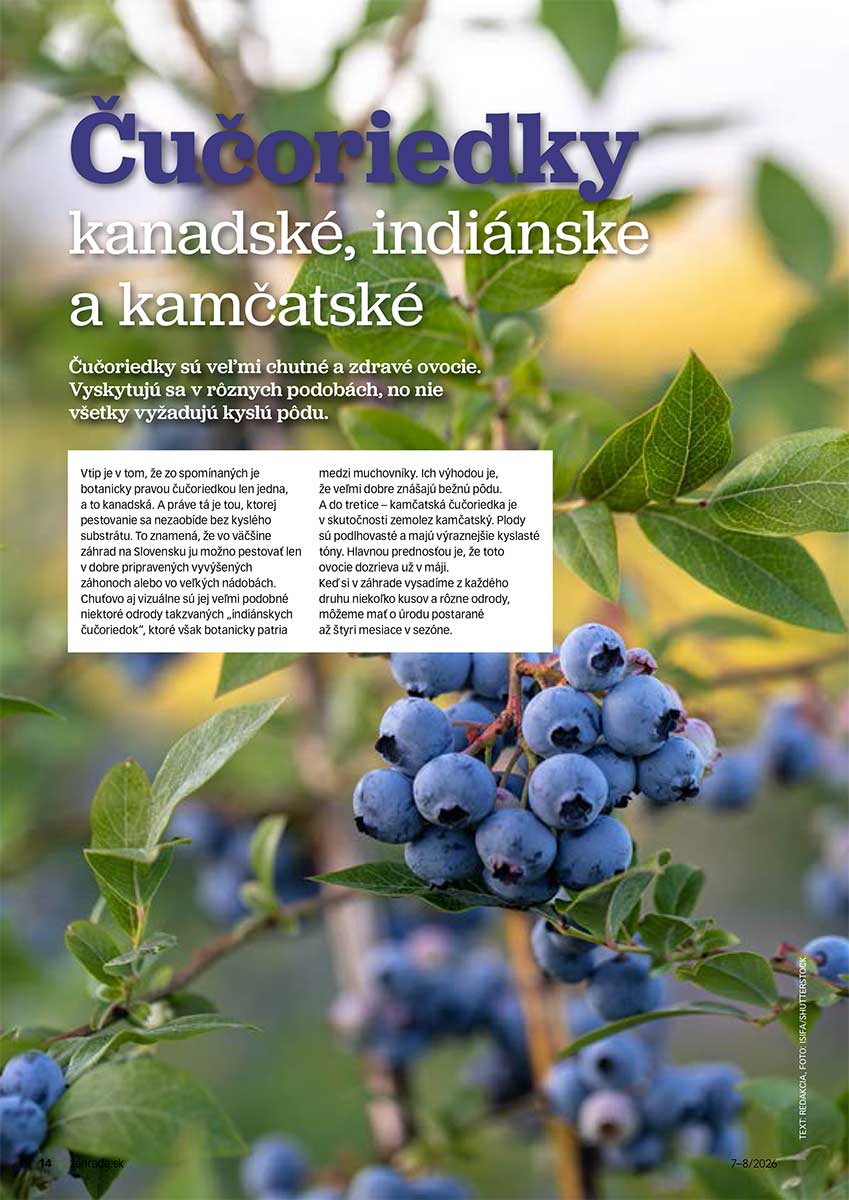 Článok Čučoriedky – kanadské, indiánske a kamčatské