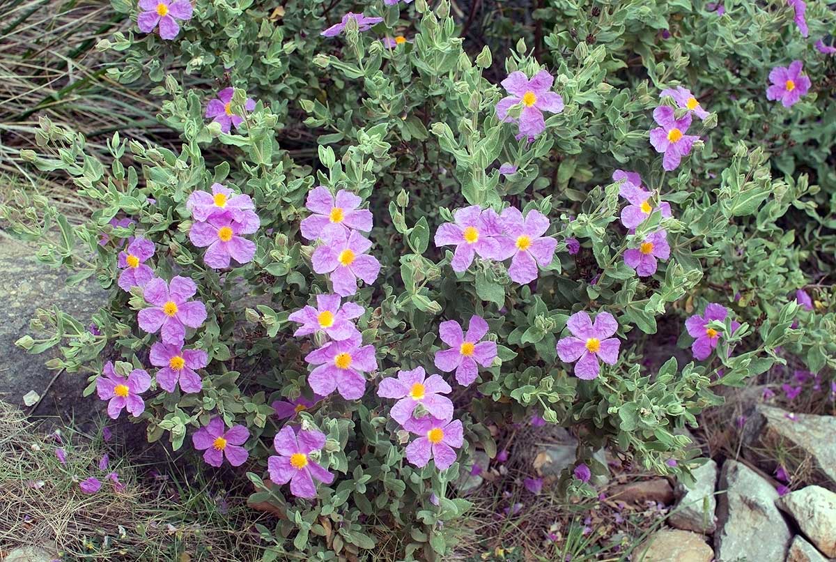 Cistus