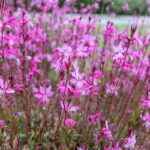 Gaura lindheimeri