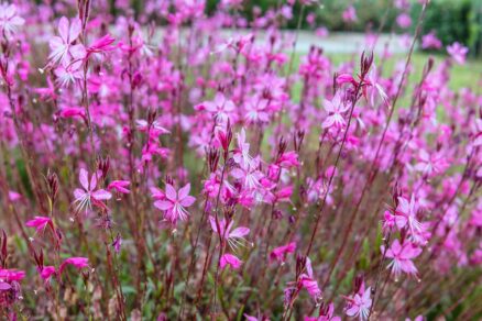 Gaura lindheimeri