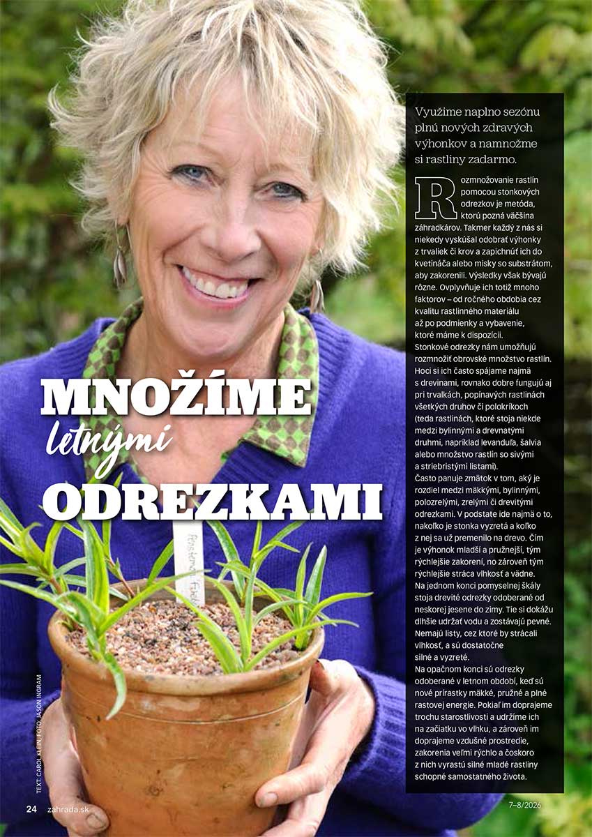 Článok Množíme letnými odrezkami