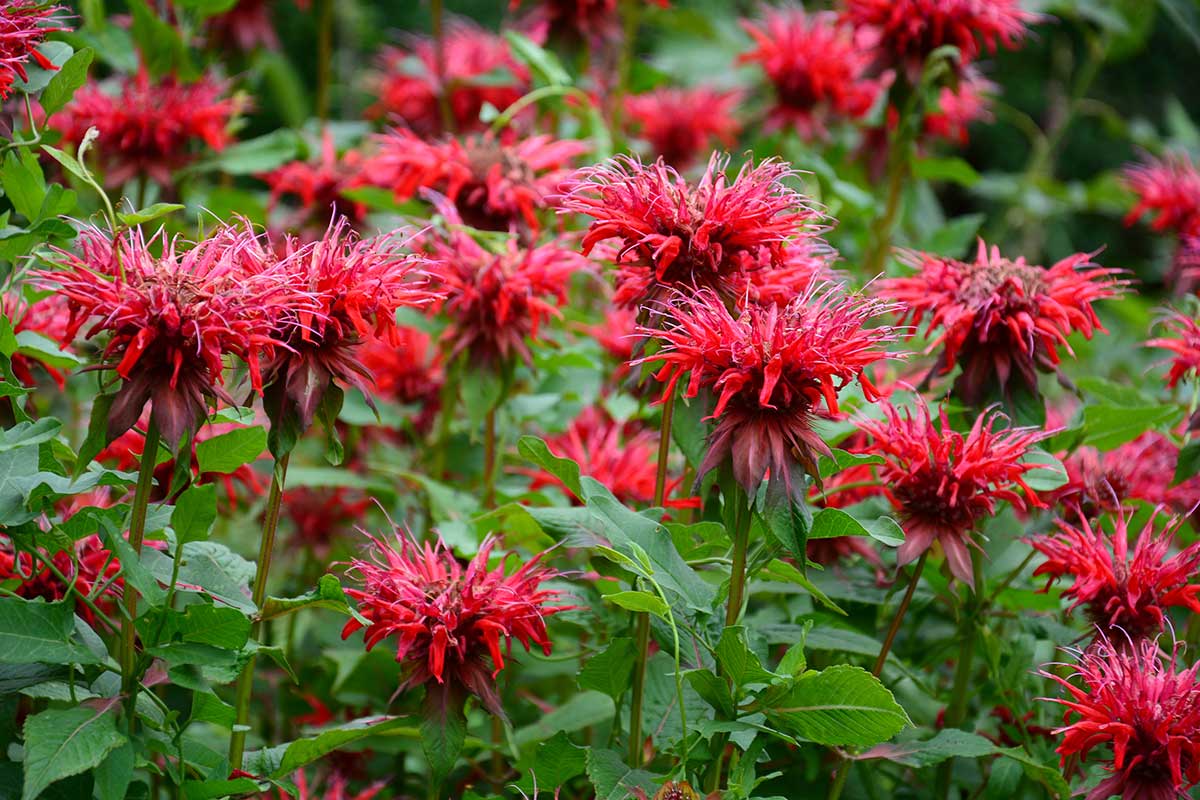 Monarda podvojná