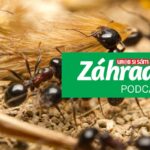 Podcast Záhrada o mravcoch v záhrade