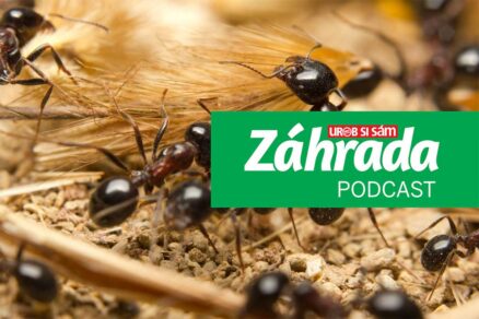 Podcast Záhrada o mravcoch v záhrade