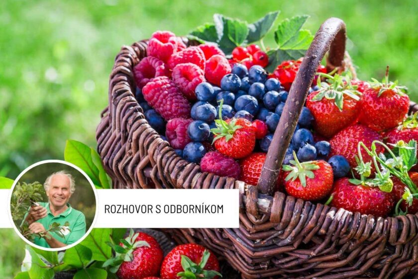 Pestovanie a zber drobného ovocia v záhrade
