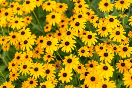 Rudbekia