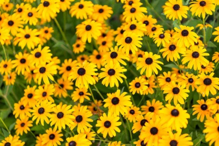 Rudbekia