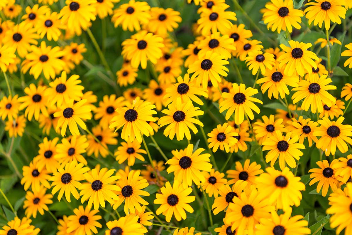 Rudbekia