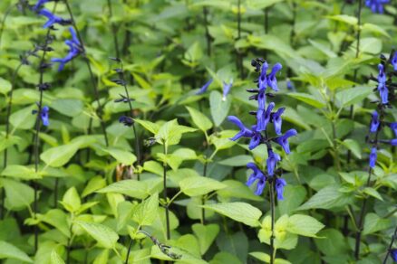 Salvia guaranitica