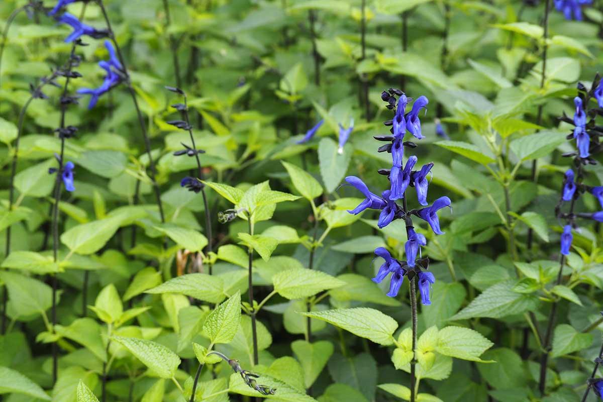 Salvia guaranitica