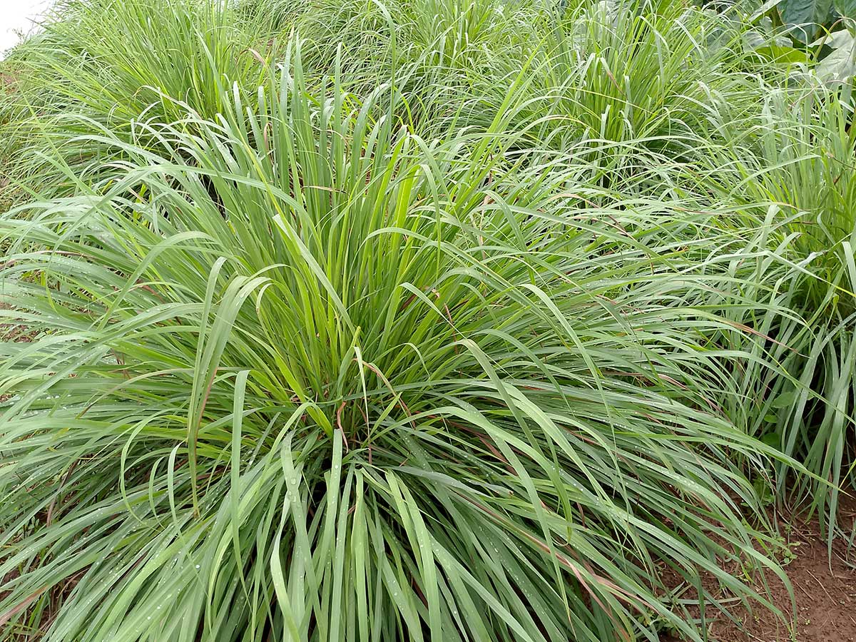 Botanicky ide o vôňovec citrónový (Cymbopogon citratus).