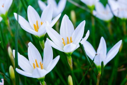 Biele kvety zephyranthes candida