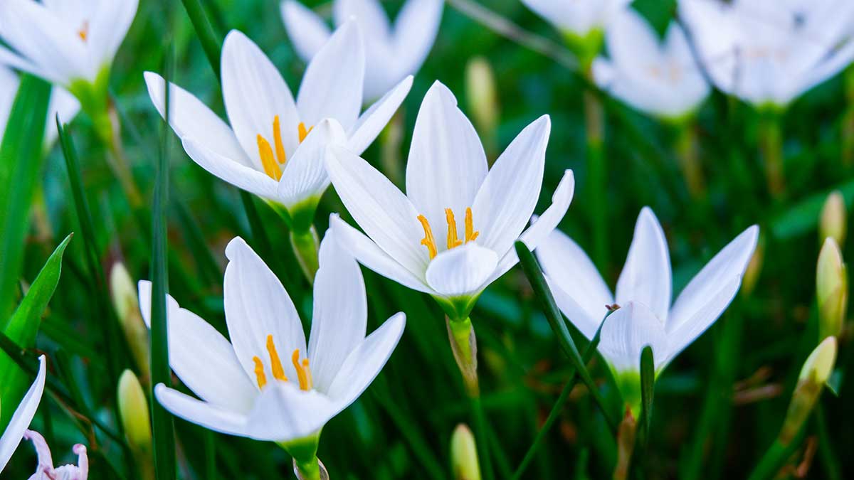 Biele kvety zephyranthes candida