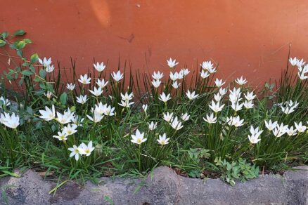 Zephyranthes candida rozkvitnutá v záhrade