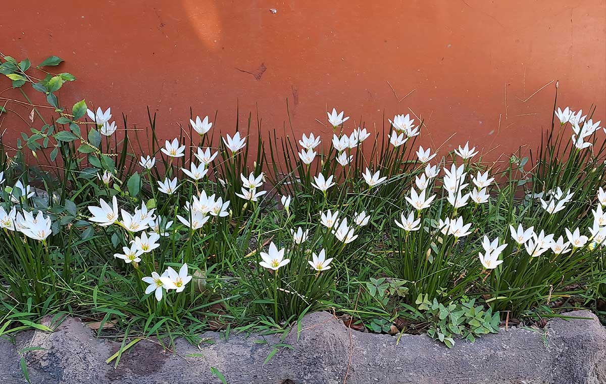 Zephyranthes candida rozkvitnutá v záhrade