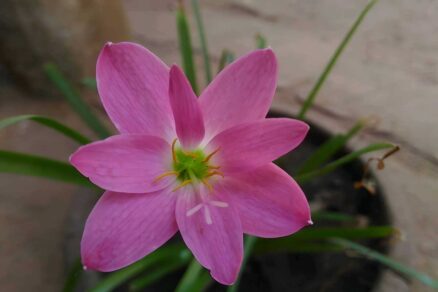 Ružový kvet zephyranthes grandiflora