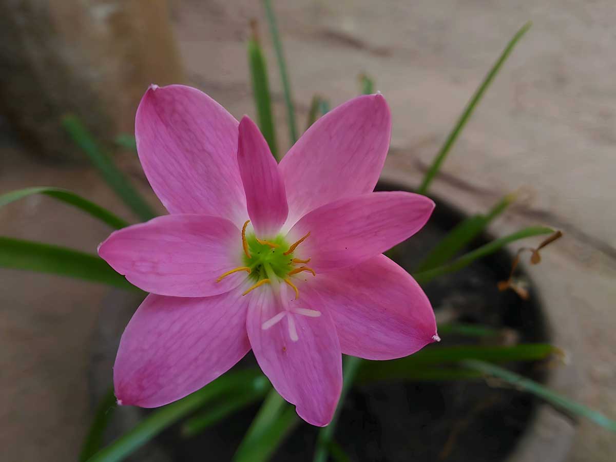 Ružový kvet zephyranthes grandiflora