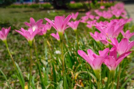 Zephyranthes grandiflora rozkvitnutá v záhone