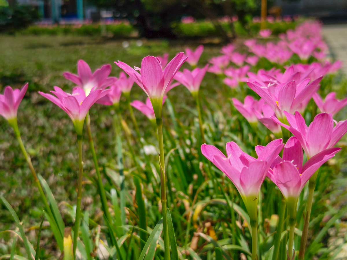 Zephyranthes grandiflora rozkvitnutá v záhone