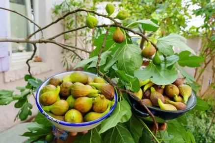 Čerstvo obraté figy pripravené na spracovanie