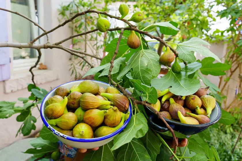 Čerstvo obraté figy pripravené na spracovanie