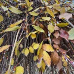 Vŕba rakytová