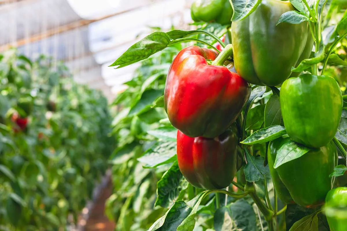 Paprika ako víťaz v obsahu vitamínu C