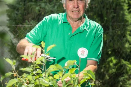 Eduard Jakubek robí základný rez po výsadbe